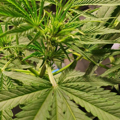 Auto Citrus Skunk growlog photo: - Se empiezan a ver los primeros indicios de tricomas en el ejemplar derecho. ( Semana 3)
- El ejemplar izquierdo se encuentra un poco atrasado. Recien se empiezan a ver los primeros pistilos ( semana 2)