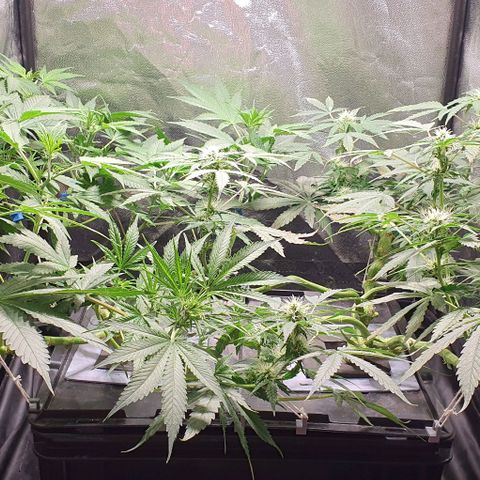 Auto Citrus Skunk growlog photo: - Se empiezan a ver los primeros indicios de tricomas en el ejemplar derecho. ( Semana 3)
- El ejemplar izquierdo se encuentra un poco atrasado. Recien se empiezan a ver los primeros pistilos ( semana 2)