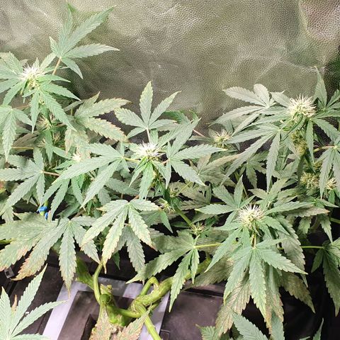 Auto Citrus Skunk growlog photo: - Se empiezan a ver los primeros indicios de tricomas en el ejemplar derecho. ( Semana 3)
- El ejemplar izquierdo se encuentra un poco atrasado. Recien se empiezan a ver los primeros pistilos ( semana 2)