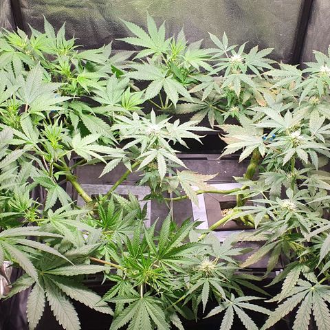 Auto Citrus Skunk growlog photo: - Se empiezan a ver los primeros indicios de tricomas en el ejemplar derecho. ( Semana 3)
- El ejemplar izquierdo se encuentra un poco atrasado. Recien se empiezan a ver los primeros pistilos ( semana 2)