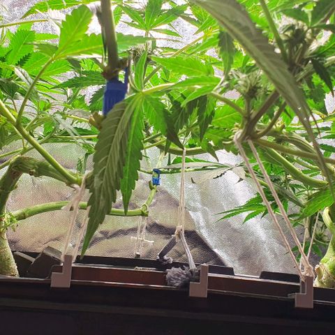 Auto Citrus Skunk growlog photo: - Se empiezan a ver los primeros indicios de tricomas en el ejemplar derecho. ( Semana 3)
- El ejemplar izquierdo se encuentra un poco atrasado. Recien se empiezan a ver los primeros pistilos ( semana 2)