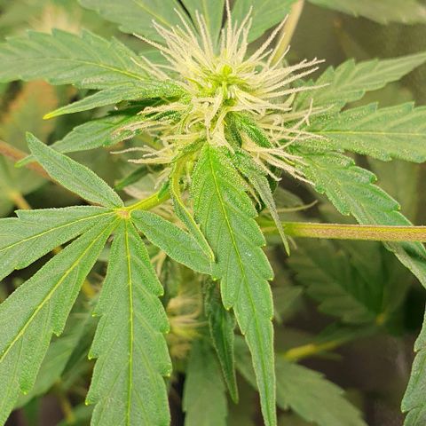 Auto Citrus Skunk growlog photo: - Se empiezan a ver los primeros indicios de tricomas en el ejemplar derecho. ( Semana 3)
- El ejemplar izquierdo se encuentra un poco atrasado. Recien se empiezan a ver los primeros pistilos ( semana 2)