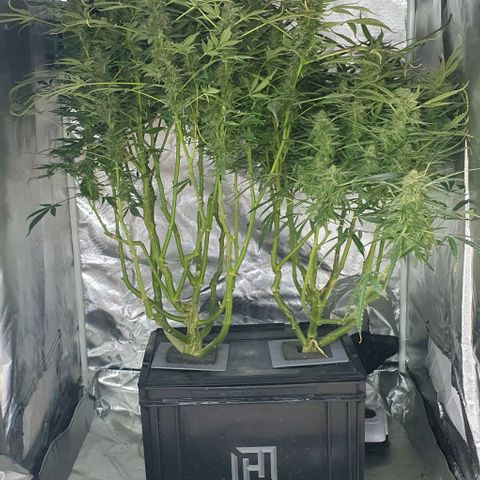 Auto Pineapple Candy growlog timeline photo