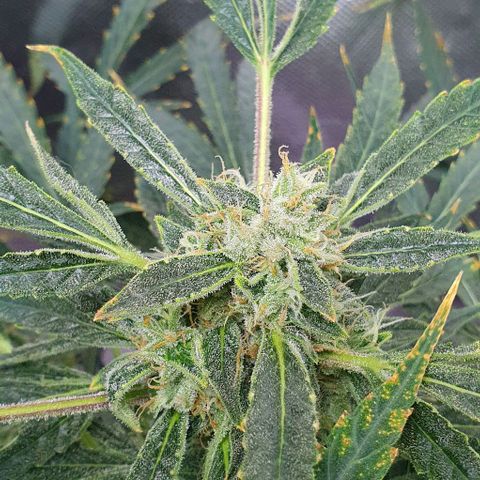 Auto Pineapple Candy growlog timeline photo