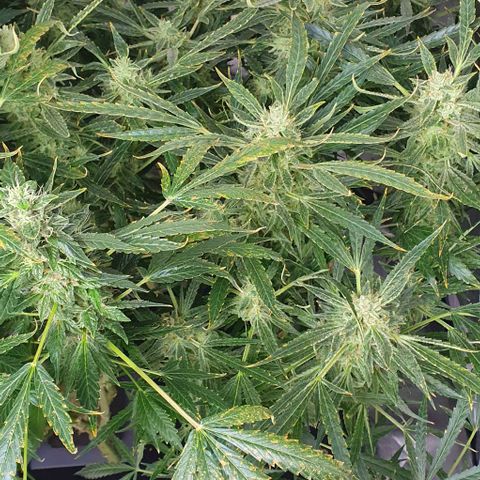 Auto Pineapple Candy growlog timeline photo