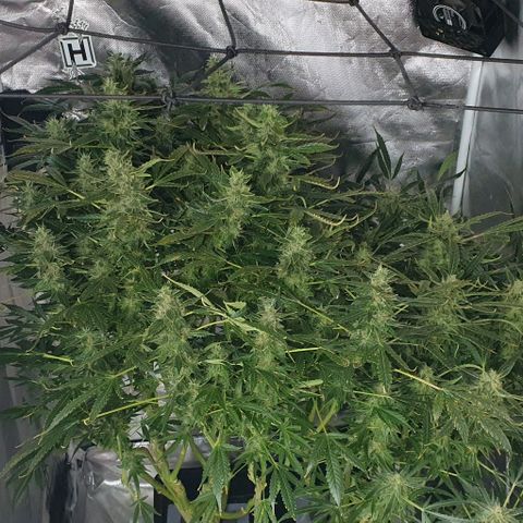 Auto Pineapple Candy growlog timeline photo
