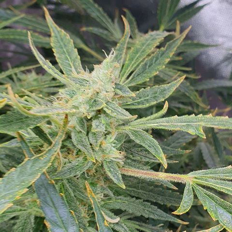 Auto Pineapple Candy growlog timeline photo