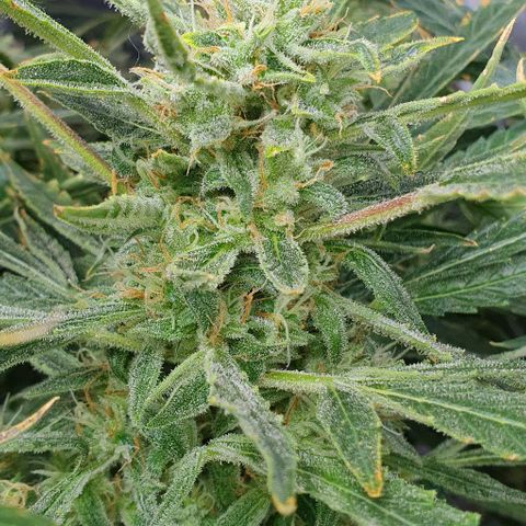 Auto Pineapple Candy growlog timeline photo