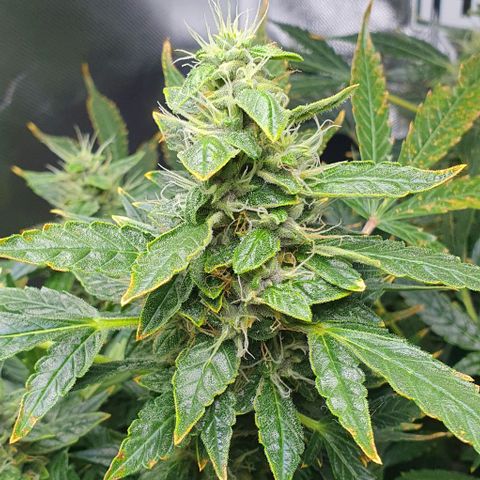 Auto Purple Candy growlog timeline photo