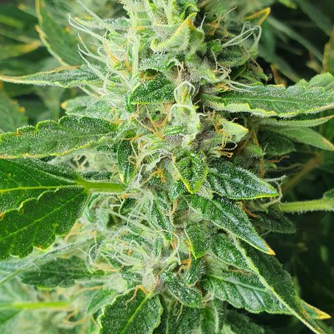 Auto Purple Candy growlog timeline photo
