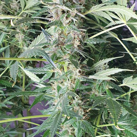 Auto Purple Candy growlog timeline photo