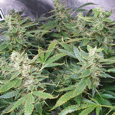 Auto Purple Candy growlog timeline photo