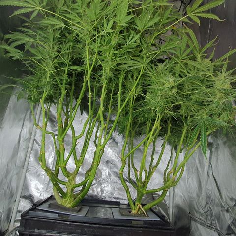 Auto Purple Candy growlog timeline photo
