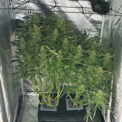 Auto Purple Candy growlog timeline photo