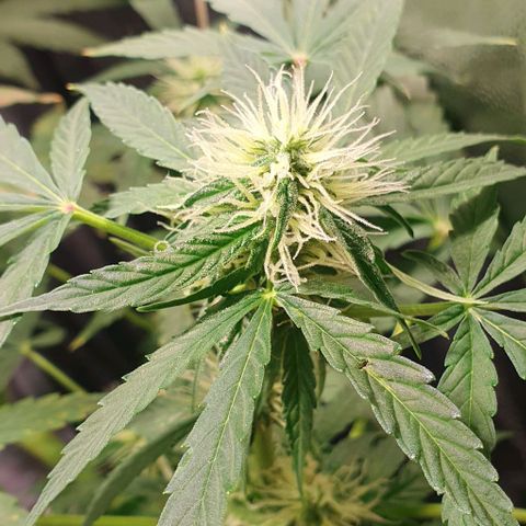 Auto Citrus Skunk growlog timeline photo