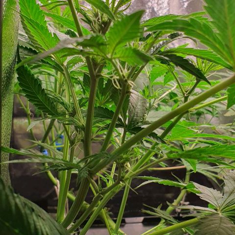 Auto Citrus Skunk growlog timeline photo
