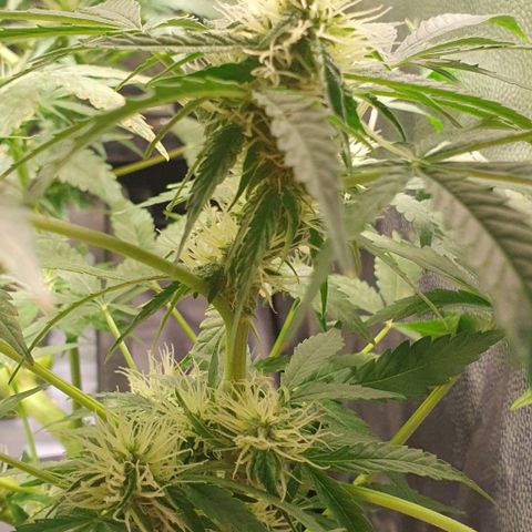 Auto Citrus Skunk growlog timeline photo