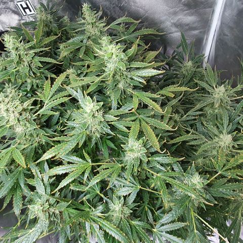 Auto Pineapple Candy growlog timeline photo