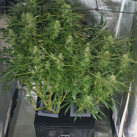 Auto Pineapple Candy growlog timeline photo