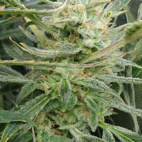 Auto Pineapple Candy growlog timeline photo