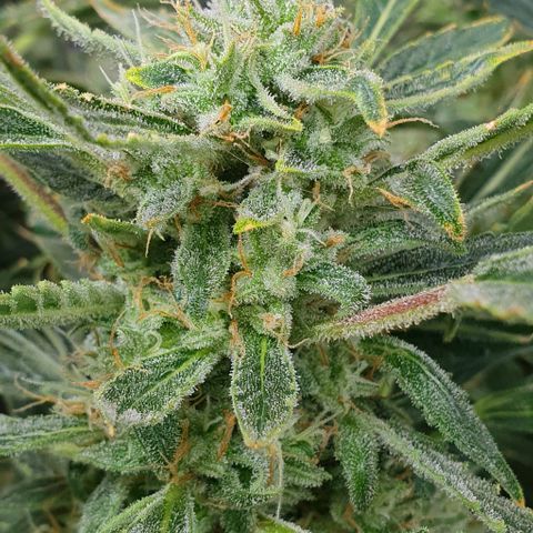Auto Pineapple Candy growlog timeline photo