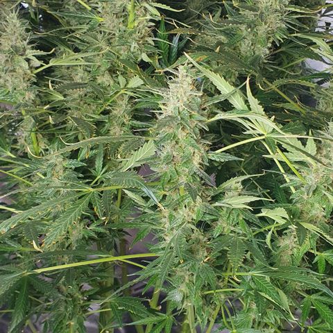 Auto Purple Candy growlog timeline photo