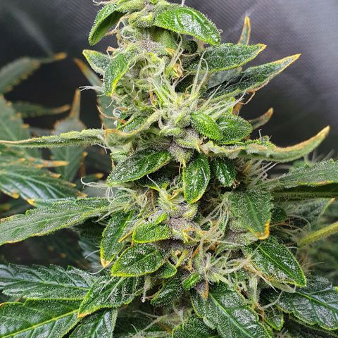 Auto Purple Candy growlog timeline photo