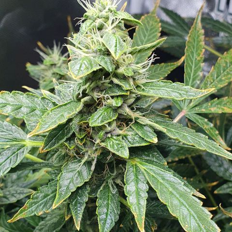 Auto Purple Candy growlog timeline photo