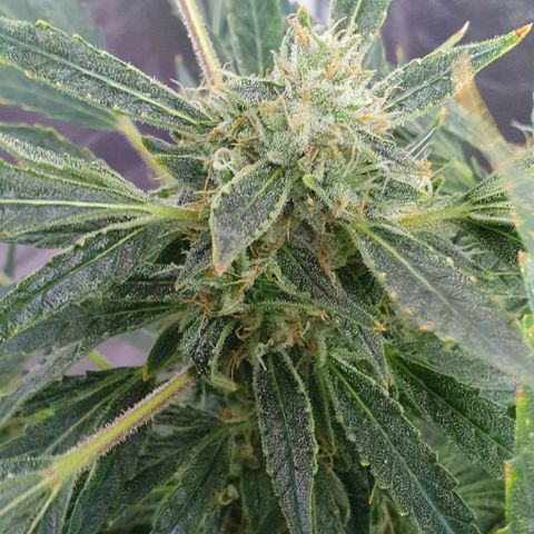 Auto Pineapple Candy growlog timeline photo