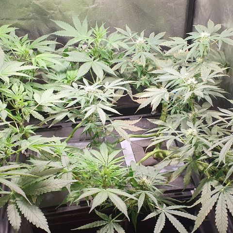 Auto Citrus Skunk growlog timeline photo