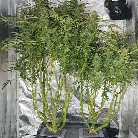 Auto Purple Candy growlog timeline photo