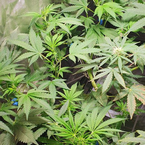Auto Citrus Skunk growlog timeline photo