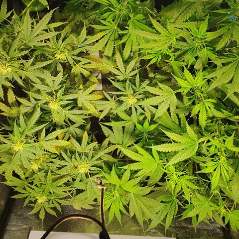 Auto Citrus Skunk growlog timeline photo