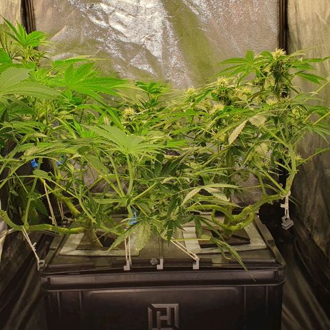 Auto Citrus Skunk growlog timeline photo
