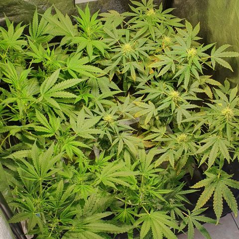 Auto Citrus Skunk growlog timeline photo
