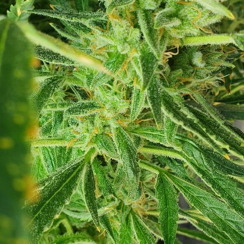 Auto Pineapple Candy growlog timeline photo