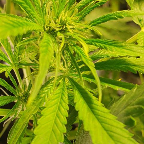 Auto Citrus Skunk growlog timeline photo