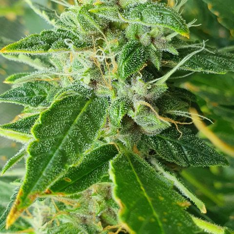 Auto Purple Candy growlog timeline photo