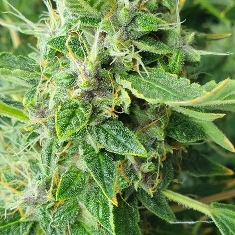 Auto Purple Candy growlog timeline photo