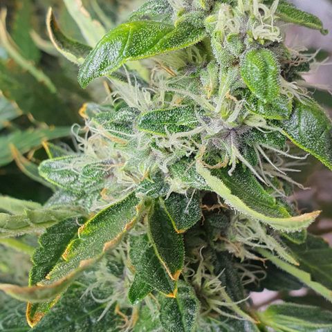 Auto Purple Candy growlog timeline photo
