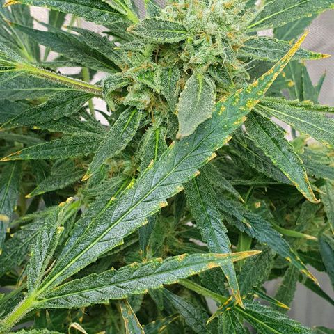 Auto Pineapple Candy growlog timeline photo