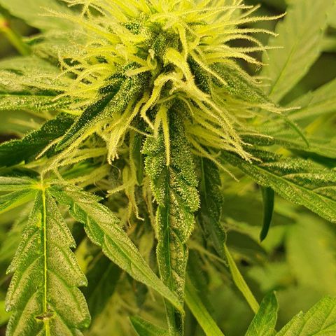Auto Citrus Skunk growlog timeline photo