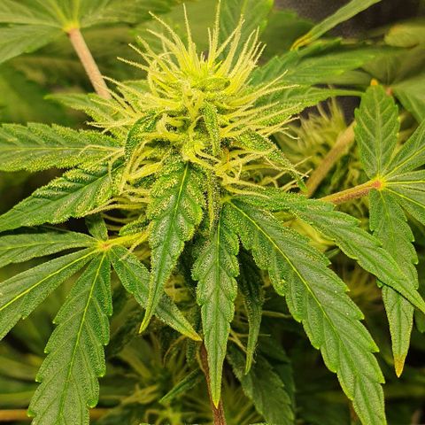 Auto Citrus Skunk growlog timeline photo
