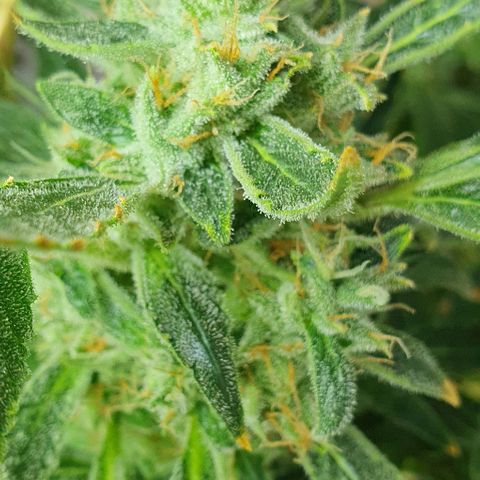 Auto Pineapple Candy growlog timeline photo