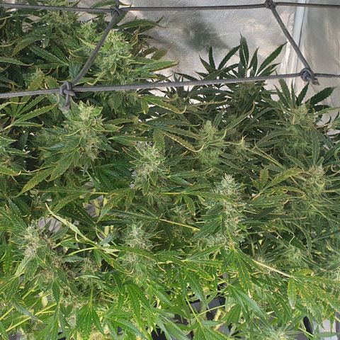 Auto Purple Candy growlog timeline photo