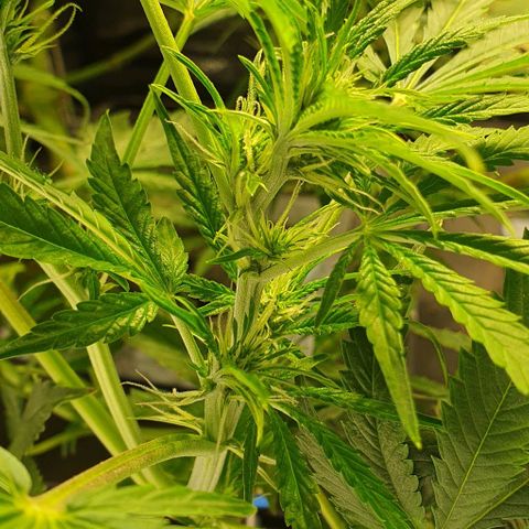 Auto Citrus Skunk growlog timeline photo