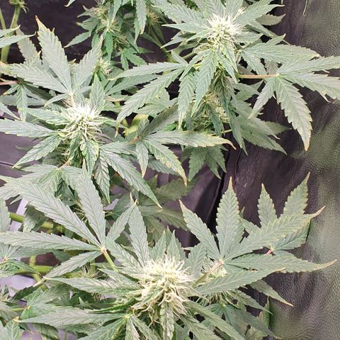 Auto Citrus Skunk growlog timeline photo