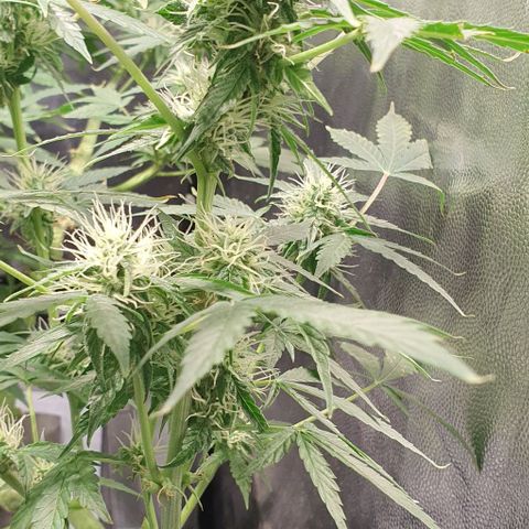Auto Citrus Skunk growlog timeline photo