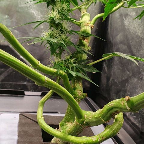 Auto Citrus Skunk growlog timeline photo