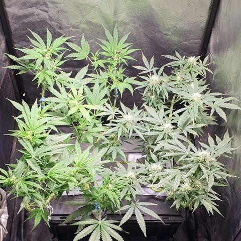 Auto Citrus Skunk growlog timeline photo